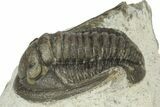 Detailed Cornuproetus Trilobite Fossil - Morocco #229758-1